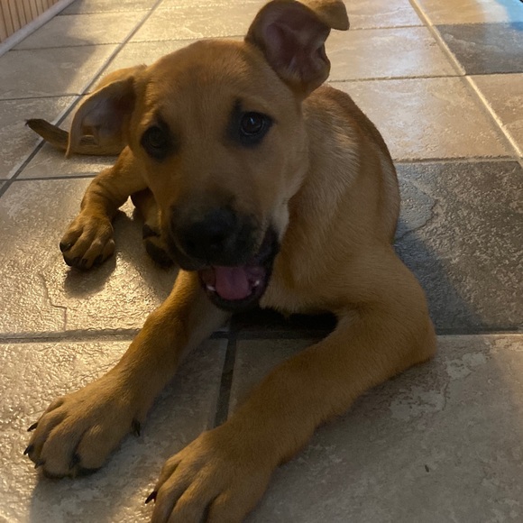 Meet your Posher, Katie - Picture 6 of 9